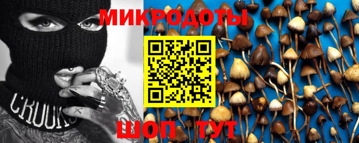 Галлюциногенные грибы Psilocybe Ишим